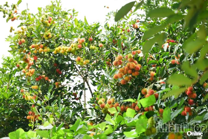 Những chùm chôm chôm chín đỏ sai trĩu cành báo hiệu Lâm Sơn bước vào mùa trái cây sôi động nhất trong năm.