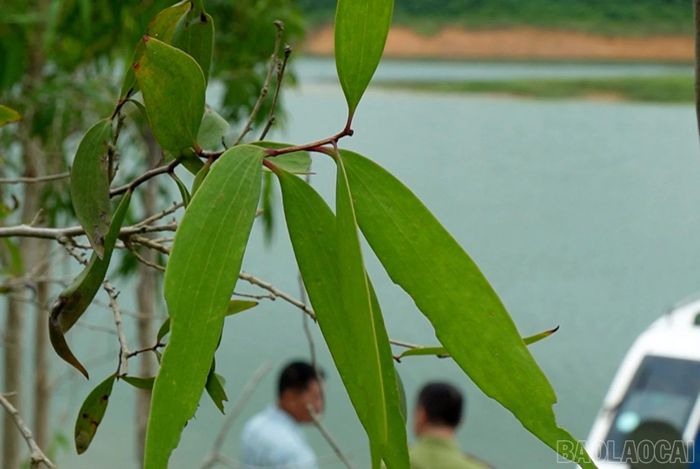 Cây tràm lá dài sinh trưởng tốt trên vùng đất bán ngập hồ Thác Bà.