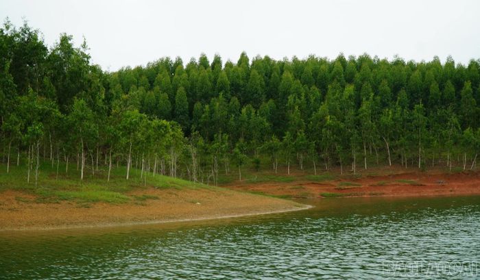 Xã Yên Bình hiện có gần 25 ha đất bán ngập trồng cây tràm lá dài, bao quanh các đảo trồng rừng của người dân.
