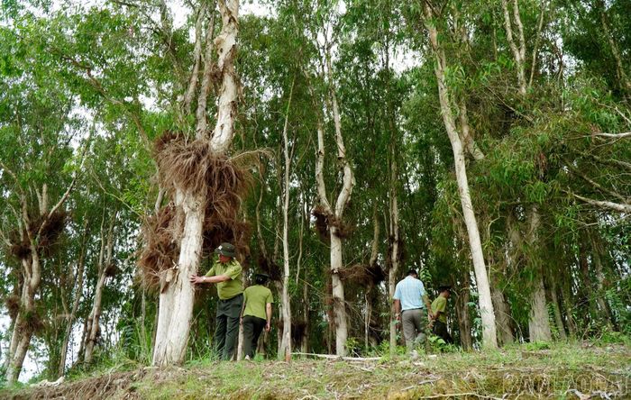 Lực lượng Hạt Kiểm lâm khu vực Lục Yên khảo sát diện tích trồng tràm trên các đảo hồ Thác Bà.