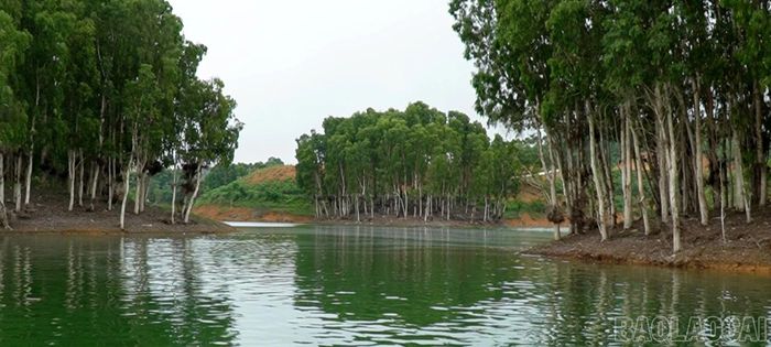 Các đảo đất trên hồ Thác Bà hiện đã trồng khoảng 100 ha cây tràm lá dài.