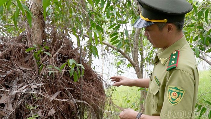 Rễ cây tràm lơ lửng thân cây, tạo nơi trú ngụ cho các loài thủy sinh khi mùa nước dâng.
