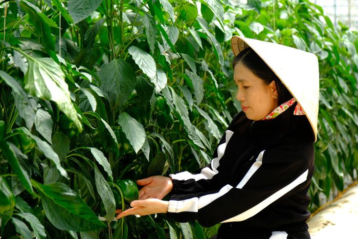 Liên kết sản xuất đang tạo điều kiện để nhiều hộ nông dân nâng cao chất lượng sản phẩm và mở rộng thị trường tiêu thụ