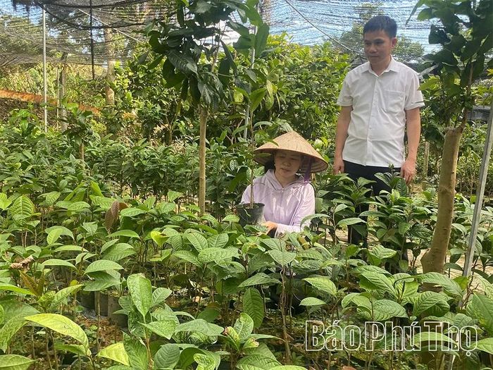 Chị Lưu Thị Tám giới thiệu với khách về cây trà hoa vàng giống tại vườn nhà.