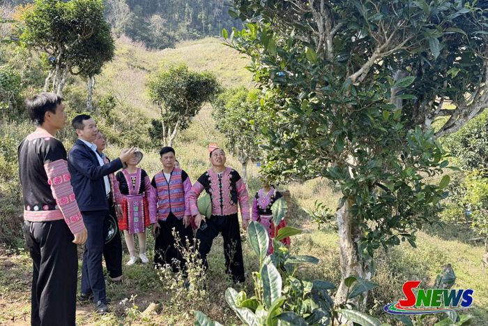 Cán bộ xã Chiềng Hặc hướng dẫn người dân cách chăm sóc cây chè cổ thụ Ôn Ốc.