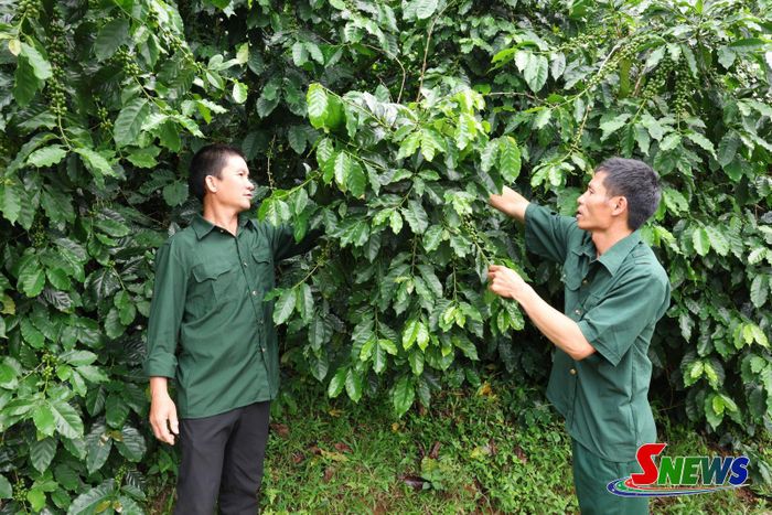 Phong trào làm kinh tế của CCB Mường Chanh