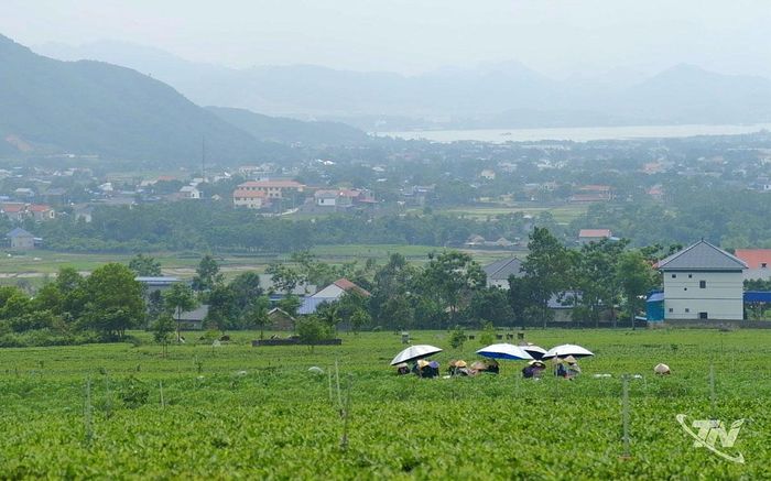 Vùng chè Vạn Phú dưới chân sườn Đông Tam Đảo.