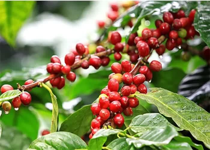 Giá cà phê hôm nay tại khu vực Tây Nguyên tiếp tục giảm mạnh. Ảnh minh họa