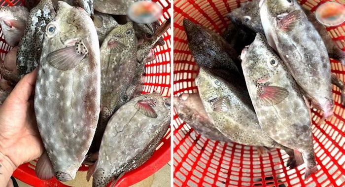 Cá bò hòm - một loại hải sản ngon và đắt tiền. Ảnh: Hải Sâm Vàng.