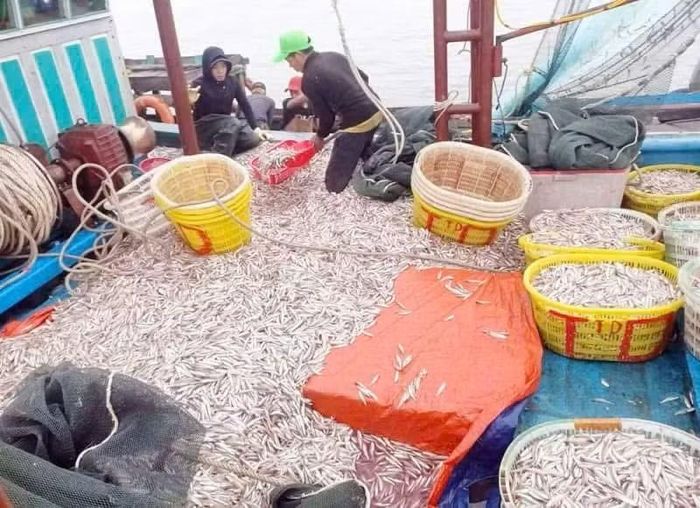 Quảng Trị đề ra nhiều giải pháp phát triển nghề cá bền vững và gỡ cảnh báo "thẻ vàng".