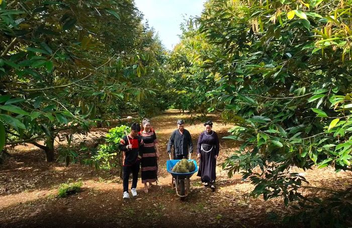 Cây sầu riêng đang mang lại thu nhập cao cho nhiều hộ nông dân ở Tây Nguyên.