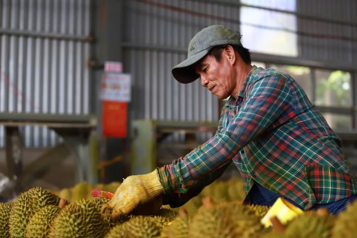 Bên trong một cơ sở thu mua, xuất khẩu sầu riêng trên địa bàn tỉnh Đắk Lắk.