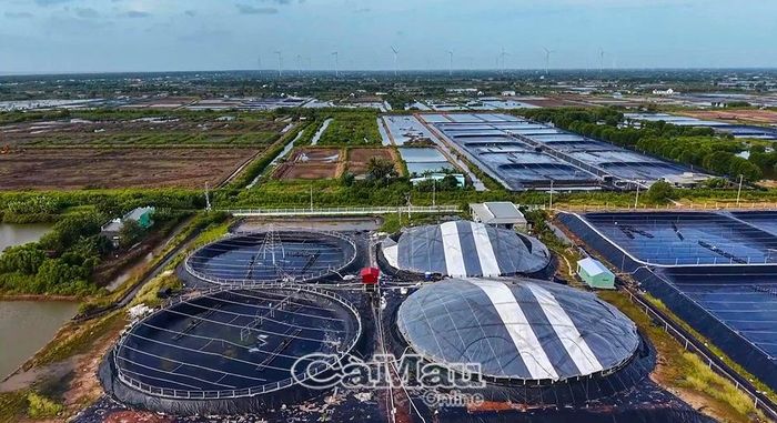 Diện tích nuôi tôm siêu thâm canh của xã Vĩnh Hậu đạt hơn 1.700 ha, góp phần nâng cao sản lượng và giá trị ngành tôm địa phương.