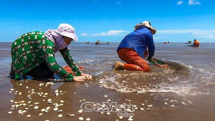 Bãi nghêu của Hợp tác xã Dịch vụ khai thác và nuôi trồng thủy sản Đồng Tiến góp phần phát triển kinh tế, tạo việc làm và tăng thu nhập cho lao động địa phương.