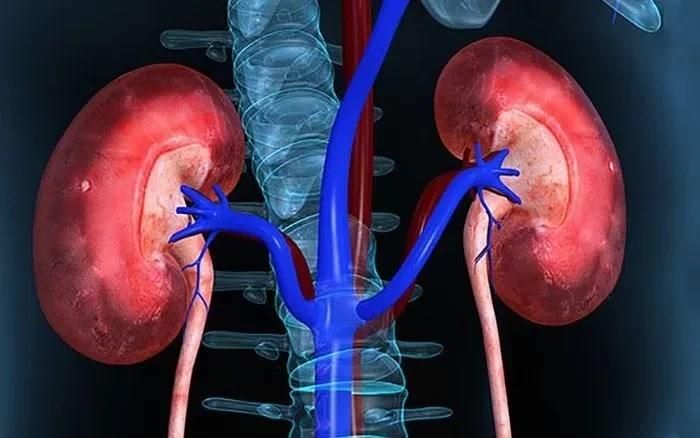 Thận khỏe giúp cơ thể duy trì hoạt động ổn định. Ảnh minh họa
