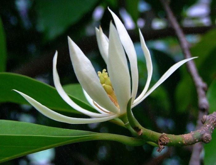 Đặc điểm sinh trưởng cần được cân nhắc trước khi trồng. Ảnh minh họa.