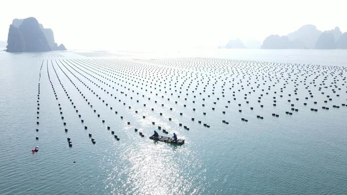 Chính phủ giao Bộ Nông nghiệp và Môi trường hoàn thiện các chính sách và tổ chức soạn thảo dự án Luật Tài nguyên, môi trường biển và hải đảo (sửa đổi) theo đúng quy định, bảo đảm chất lượng, tiến độ và thời hạn trình cấp có thẩm quyền xem xét. Ảnh: Hồng Thắm.