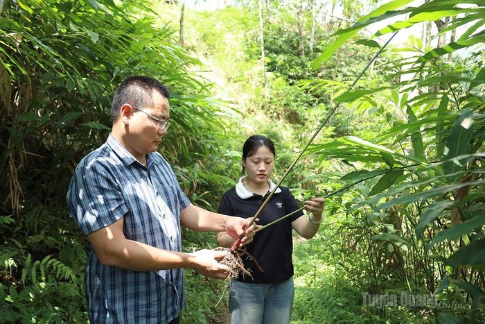 Cán bộ xã Hồ Thầu khảo sát, đánh giá hiệu quả mô hình trồng sa nhân tím dưới tán rừng.