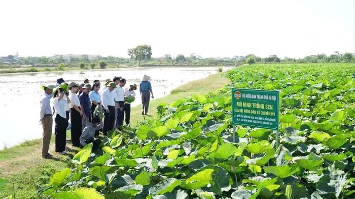 Mô hình trồng hoa sen Bách Diệp hồng ở xã Chuyên Mỹ, diện tích 10ha, đang sinh trưởng phát triển tốt, năng suất đạt khoảng 30.000 bông/ha, cho thu lãi từ 40-80 triệu đồng/ha/năm. Ảnh: HND