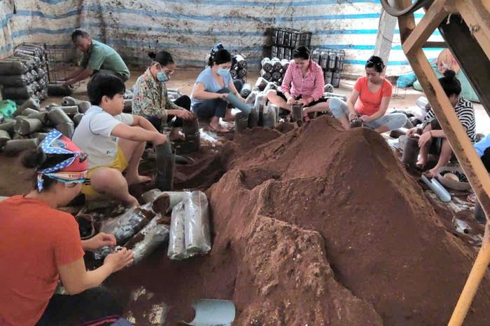 Mô hình trồng nấm, mọc nhĩ ở Chuyên Mỹ giúp nông dân có thu nhập ổn định. Ảnh: HND