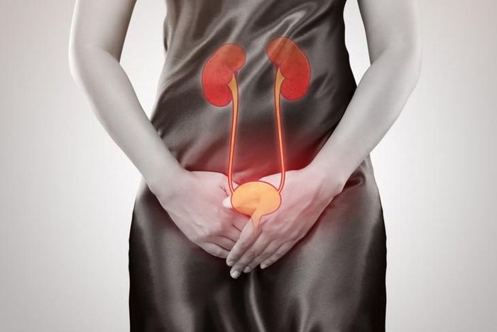 Nhiễm trùng đường tiết niệu (UTI) là một trong những bệnh nhiễm khuẩn thường gặp nhất.