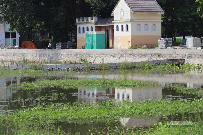 Thực vật thủy sinh phát triển trên mặt nước hồ Sen.