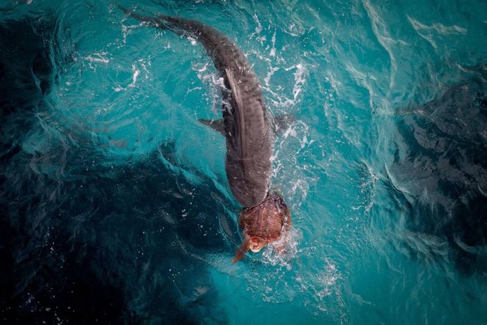  Rạn san hô Ningaloo, Tây Australia. Một con cá mập hổ ngoạm rùa xanh trong hàm, ghi lại khoảnh khắc săn mồi hiếm gặp trên mặt nước. Bức ảnh phản ánh mối quan hệ giữa kẻ săn mồi và con mồi, đồng thời cho thấy sự cân bằng tự nhiên của hệ sinh thái đại dương. Ảnh: Dylan De Haas. 