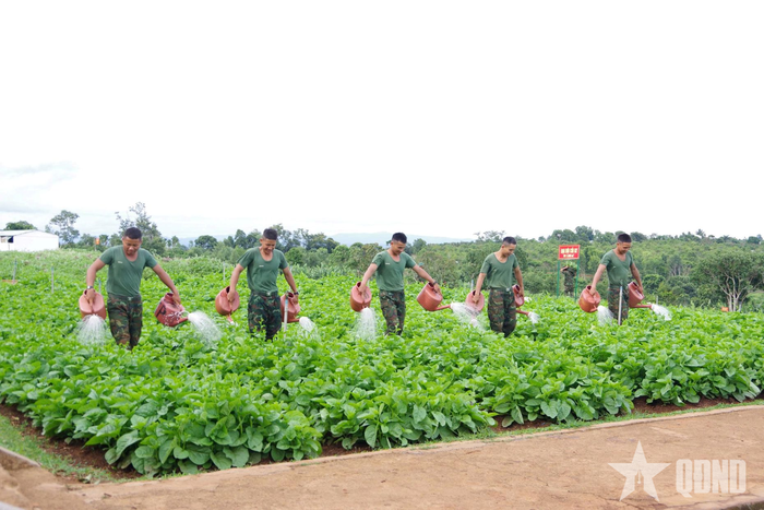  Vườn rau xanh tốt của những người lính Trung đoàn 95.