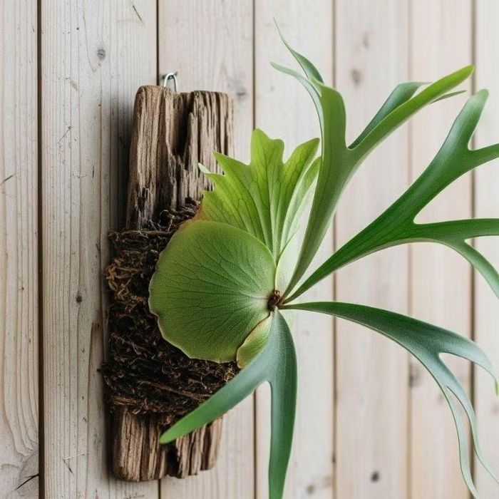 Ảnh: gardeneros