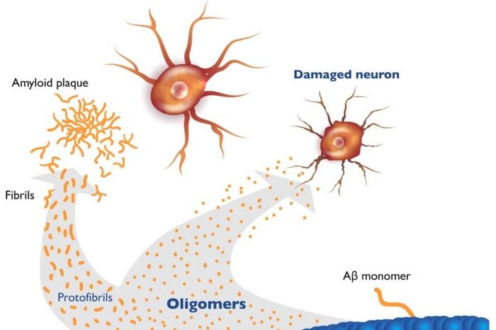 Các oligomer Aβ hòa tan trực tiếp phá vỡ ty thể neuron thần kinh, nguyên nhân gây ra chứng Alzheimer.