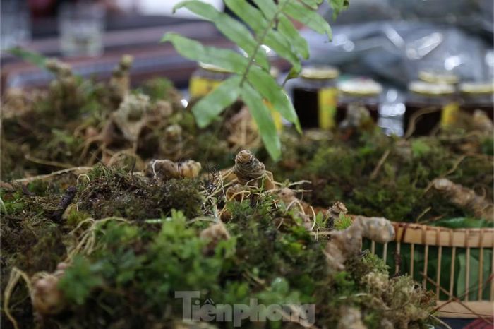 “Trên mạng cũng có một số nơi bán sâm Ngọc Linh nhưng tôi chưa dám tin tưởng. Có những phiên chợ như thế này, chúng tôi yên tâm về chất lượng và cả giá cả. Các sản phẩm ở đây rất đa dạng”, anh Mạnh nói.