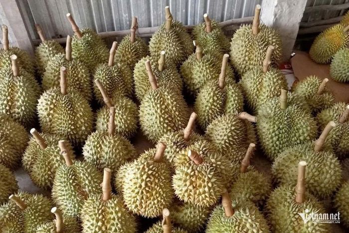 Nhờ đảm bảo được chất lượng, gia đình chị Giàu bán được sầu riêng với giá cao hơn giá thị trường. Ảnh: TĐ