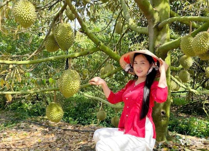 Khách tham quan chụp ảnh tại vườn sầu riêng của gia đình chị Giàu. Ảnh: TĐ