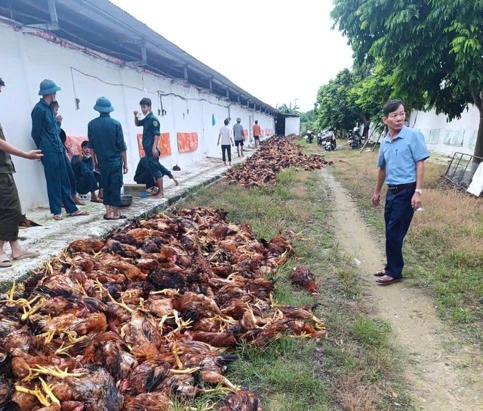 Chính quyền địa phương, ngành chức năng và chủ cơ sở phối hợp thu gom, tiêu hủy số gia cầm chết theo đúng quy định