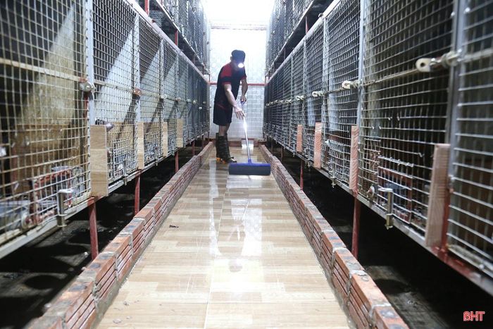 Chồn hương là loại động vật ưa sạch sẽ nên các thành viên tổ hợp tác phải vệ sinh chuồng trại thường xuyên.