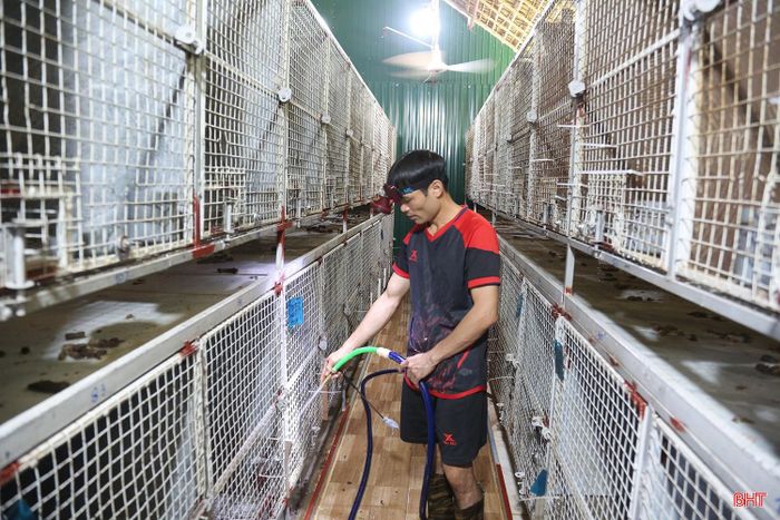 Đầu năm 2025, để huy động nguồn vốn đầu tư quy mô, anh Chương kêu gọi những người cùng chí hướng thành lập Tổ hợp tác nuôi chồn hương Cương Gián với 5 thành viên.