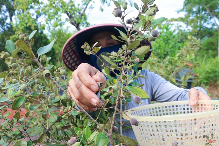Theo Đông y, quả sim có vị ngọt, chát, tính bình, có nhiều tác dụng đối với sức khỏe. Loại quả này còn được nhiều người tìm mua để ngâm rượu, làm siro và các sản phẩm khác.