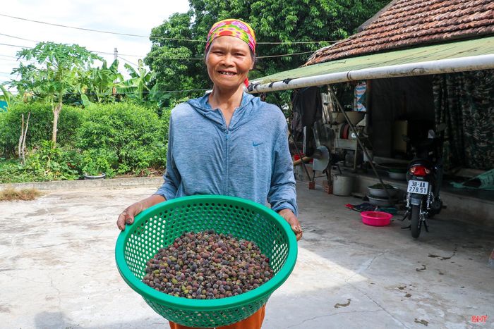Không chỉ Toàn Lưu, mùa sim cũng mang lại nguồn thu cho nhiều hộ dân ở xã Việt Xuyên. Bà Lê Thị Loan (xã Việt Xuyên) cho biết: "Trung bình mỗi buổi sáng, một người có thể hái được khoảng 3 - 5 kg sim, mang lại khoản thu nhập đáng kể trong lúc nhàn rỗi".