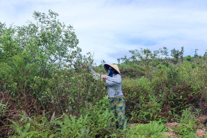 Để tìm được những đồi sim sai quả, người dân phải băng qua các lối mòn, leo lên những sườn núi dốc. Công việc không quá nặng nhọc nhưng đòi hỏi sức khỏe, sự nhanh nhẹn và kinh nghiệm để nhận biết những khu vực có nhiều sim chín.
