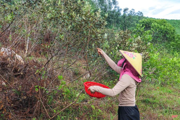 Chị Nguyễn Thị Ngọc Ánh (xã Sơn Tiến) cho biết: “Trước đây, người dân chủ yếu hái những quả sim chín để ăn. Tuy nhiên, nhiều năm trở lại đây, loại quả này trở thành mặt hàng được nhiều thương lái tìm mua. Có những thời điểm, chúng tôi hái sim không kịp để bán ra thị trường”.