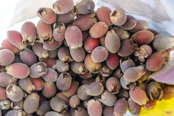 Em Phạm Hoài Thương (xã Toàn Lưu) chia sẻ: "Leo núi hơi vất vả nhưng mỗi buổi sáng, em có thể kiếm được khoảng 200.000 đồng từ việc hái sim rừng. Khoản tiền này em sẽ dành mua sách vở, đồ dùng cho năm học mới".