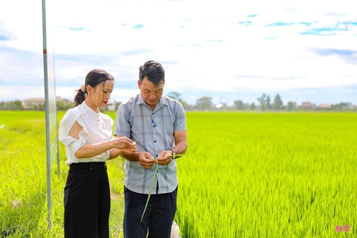 Trong đó, xã Can Lộc triển khai liên kết sản xuất giống lúa DT39 với Công ty TNHH MTV Quế Lâm trên diện tích hơn 11 ha. Bà Tôn Thị Tuyết - Chủ tịch Hội Nông dân xã Can Lộc cho biết: “Mô hình áp dụng đồng bộ các tiến bộ khoa học - kỹ thuật, canh tác theo hướng hữu cơ. Hiện nay, cây lúa sinh trưởng tốt. Bà con đang thực hiện chăm sóc theo đúng quy trình, hướng dẫn của công ty nhằm bảo đảm năng suất, chất lượng sản phẩm cuối vụ”.