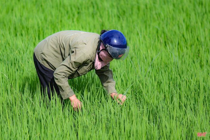 Tại “vựa lúa” Đức Thịnh, hơn 2.200 ha lúa đang sinh trưởng tốt. Nông dân tranh thủ thời tiết thuận lợi hoàn thành bón thúc đòng, duy trì mực nước hợp lý trên ruộng, tạo điều kiện cho cây lúa trổ bông thuận lợi.