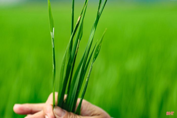 Trong điều kiện thời tiết nắng nóng xen kẽ mưa rào, một số đối tượng sâu bệnh như sâu cuốn lá, rầy nâu, rầy lưng trắng, đạo ôn… tiếp tục có nguy cơ phát sinh, phát triển nhanh, gây hại trong giai đoạn lúa làm đòng - trổ bông.