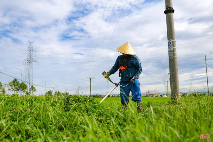 Người dân cũng chủ động vệ sinh đồng ruộng, phát quang cỏ dại trên bờ để hạn chế nơi trú ngụ, sinh sản của chuột; đồng thời thường xuyên thăm đồng, theo dõi tình hình sâu bệnh để thực hiện các biện pháp phòng trừ kịp thời.