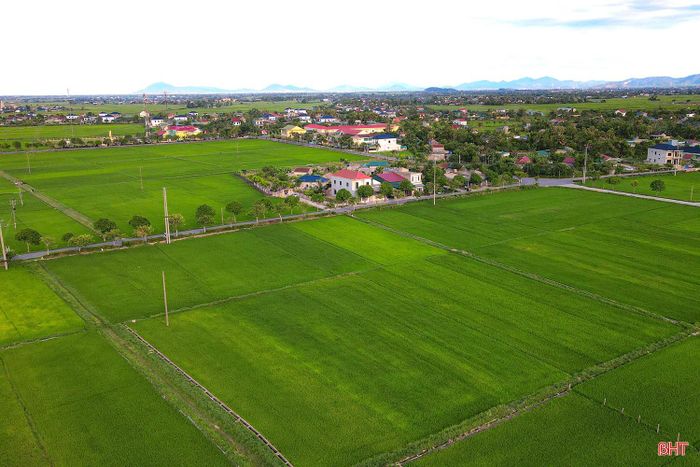 Vụ hè thu năm nay, Hà Tĩnh gieo cấy khoảng 45.500 ha lúa. Trên khắp các cánh đồng, lúa đang bước vào giai đoạn làm đòng - trổ bông, sinh trưởng tốt.
