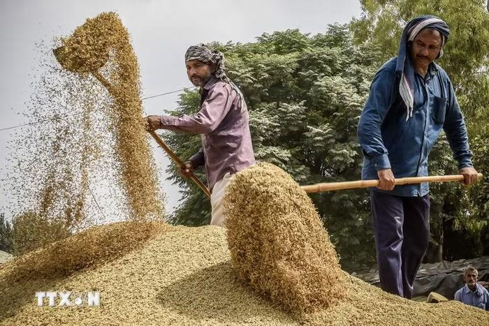 Nông dân tách vỏ trấu khỏi hạt gạo ở Amritsar (Ấn Độ). (Ảnh: AFP/TTXVN)
