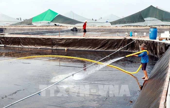 Vệ sinh ao nuôi tôm công nghệ trước khi thả giống. Ảnh: Nguyễn Lành - TTXVN