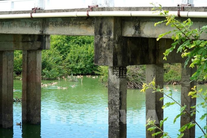 Trụ cầu Văn Hà 1, xã Lân Phong bị bong tróc lớp bê tông bảo vệ, làm lộ cốt thép đã rỉ sét. Ảnh: Lê Phước Ngọc/TTXVN