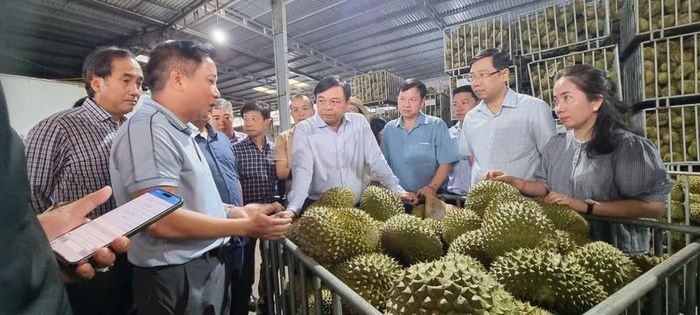 Đoàn công tác Bộ Nông nghiệp và Môi trường kiểm tra vùng trồng sầu riêng tại Đắk Lắk. Ảnh: Báo Nông nghiệp Việt Nam